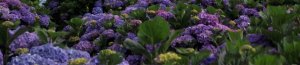 Les Fleurs